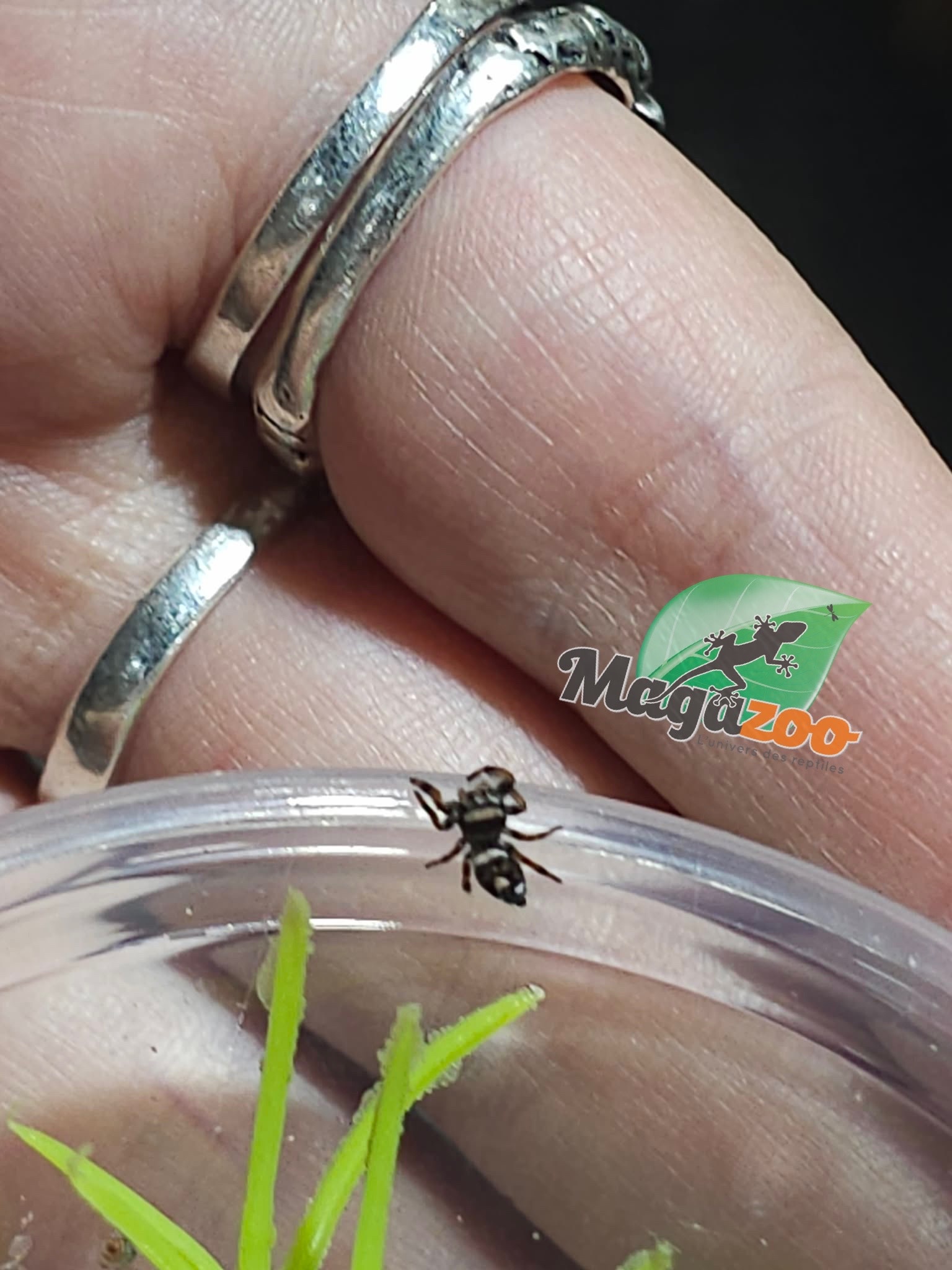 Magazoo Araignée sauteuse Bébé / Phiddipus regius (I3) Appalachicola