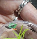 Magazoo Baby Jumping spider / Phiddipus regius (I3) Appalachicola