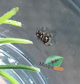 Magazoo Araignée sauteuse Bébé / Phiddipus regius (I3) Appalachicola