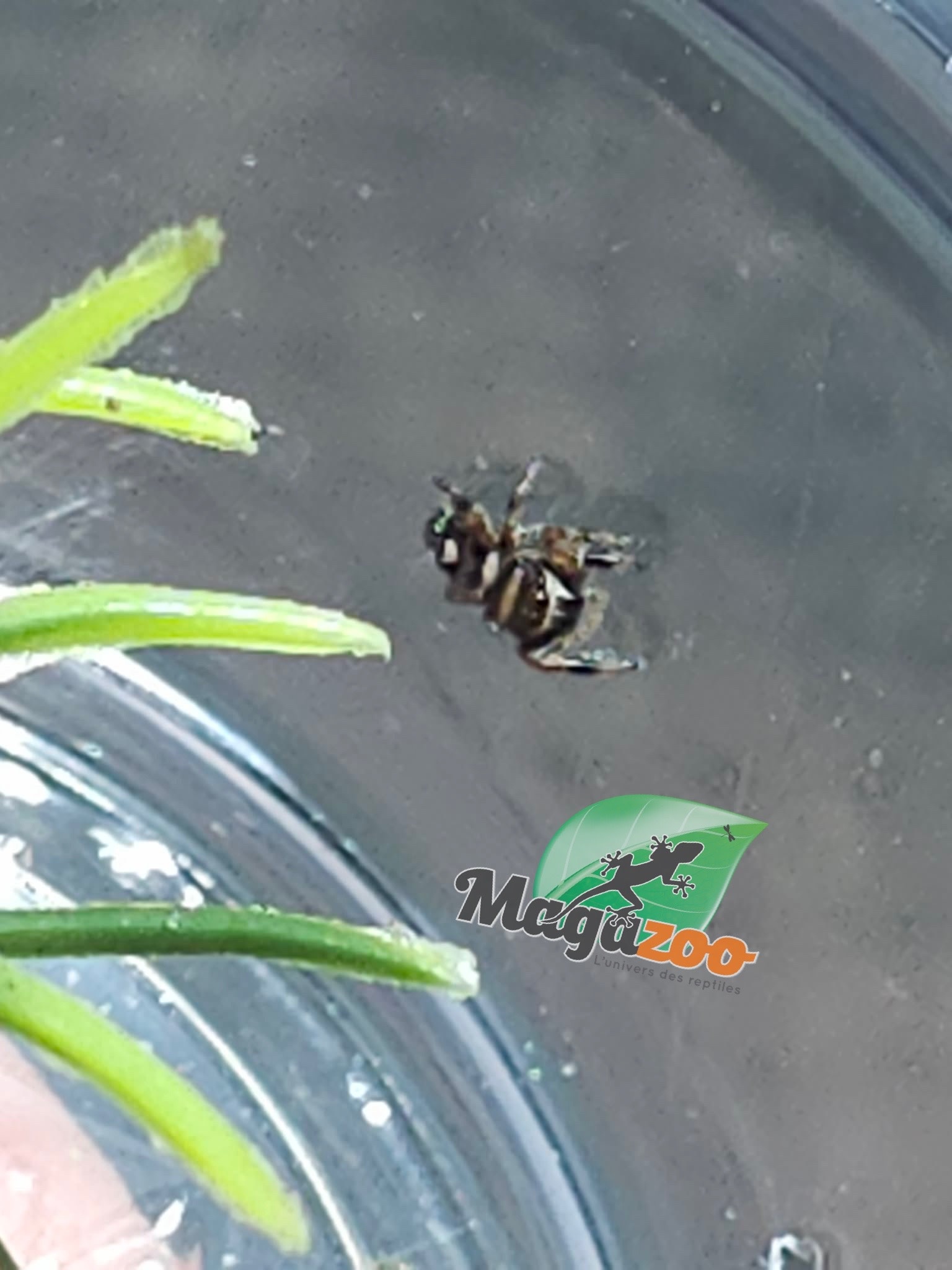 Magazoo Araignée sauteuse Bébé / Phiddipus regius (I3) Appalachicola