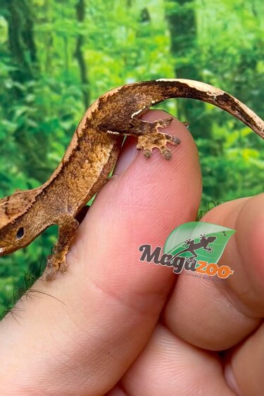 Magazoo Baby Flame Reverse Pinstripe Crested gecko