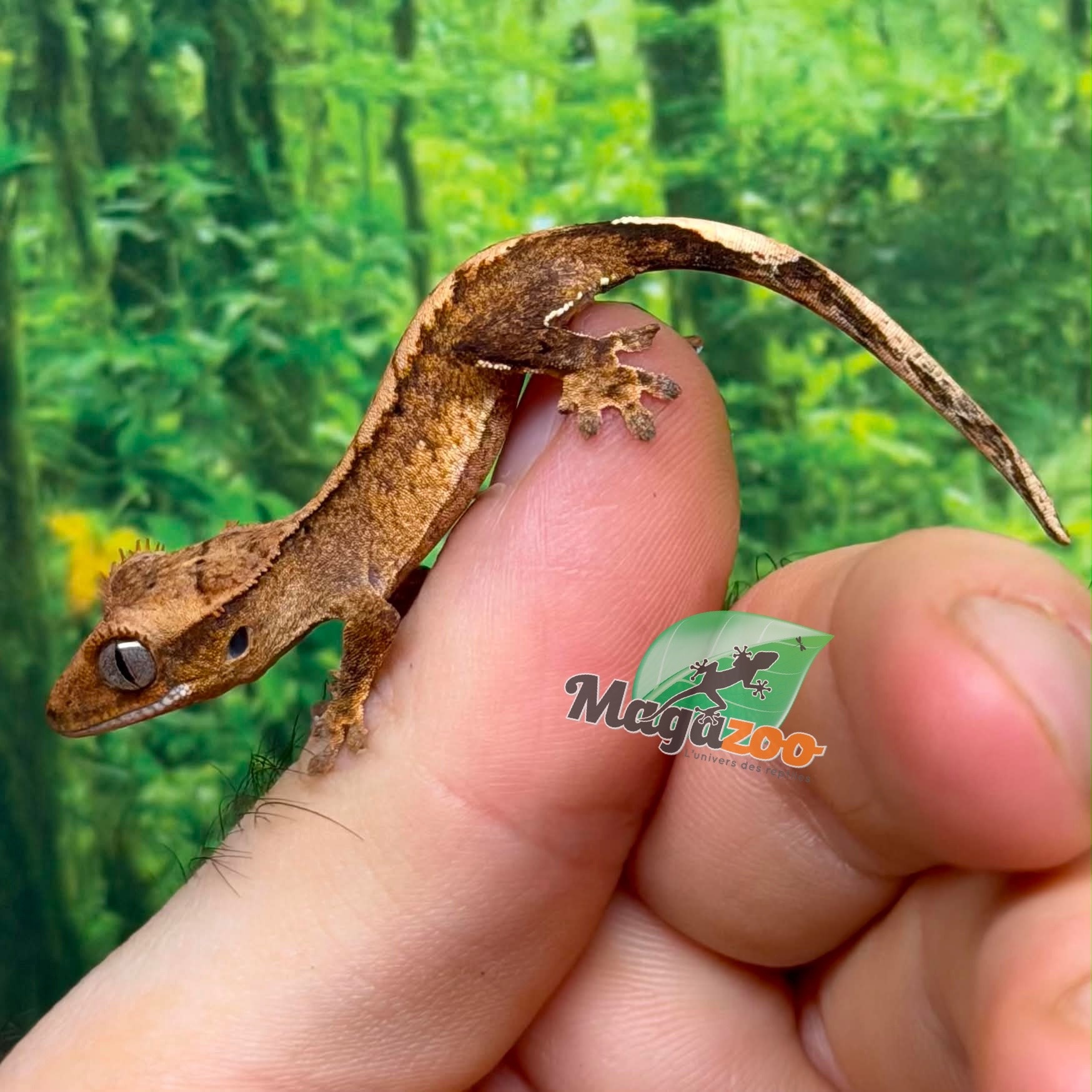 Magazoo Gecko à crête Flame Reverse Pinstripe bébé