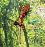 Magazoo Baby Flame Reverse Pinstripe Crested gecko