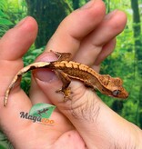 Magazoo Gecko à crête Flame Reverse Pinstripe bébé