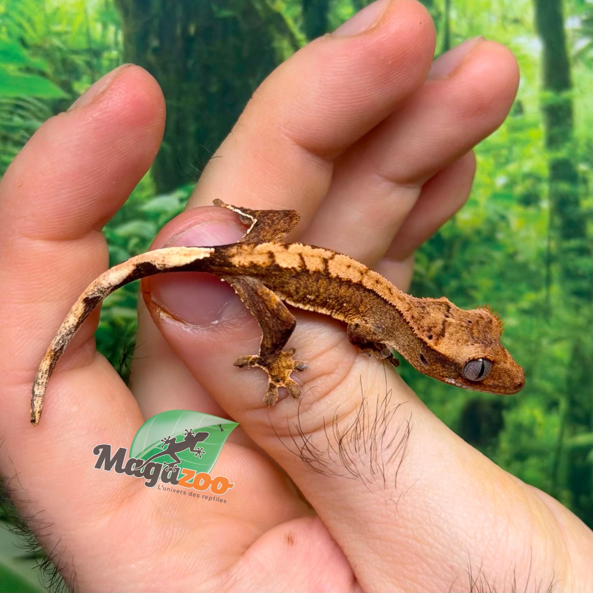 Magazoo Baby Flame Reverse Pinstripe Crested gecko