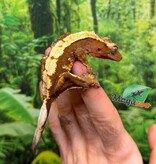 Magazoo Male Juvenile Harlequin Crested gecko #1