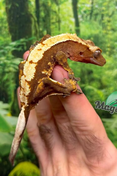Magazoo Gecko à crête Harlequin  #1 Mâle Juvénile