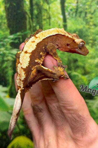 Magazoo Male Juvenile Harlequin Crested gecko #1