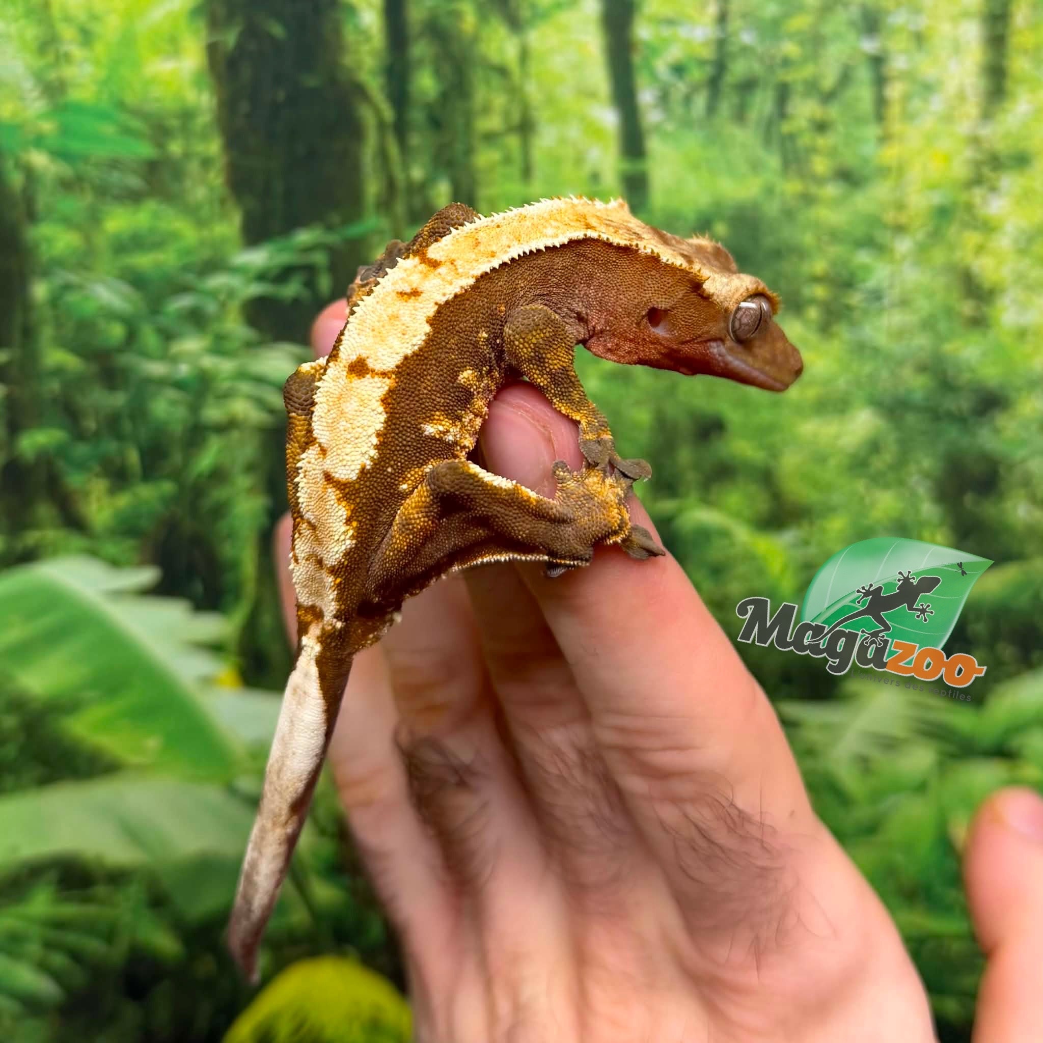 Magazoo Male Juvenile Harlequin Crested gecko #1