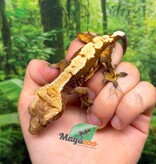 Magazoo Gecko à crête Harlequin  #1 Mâle Juvénile