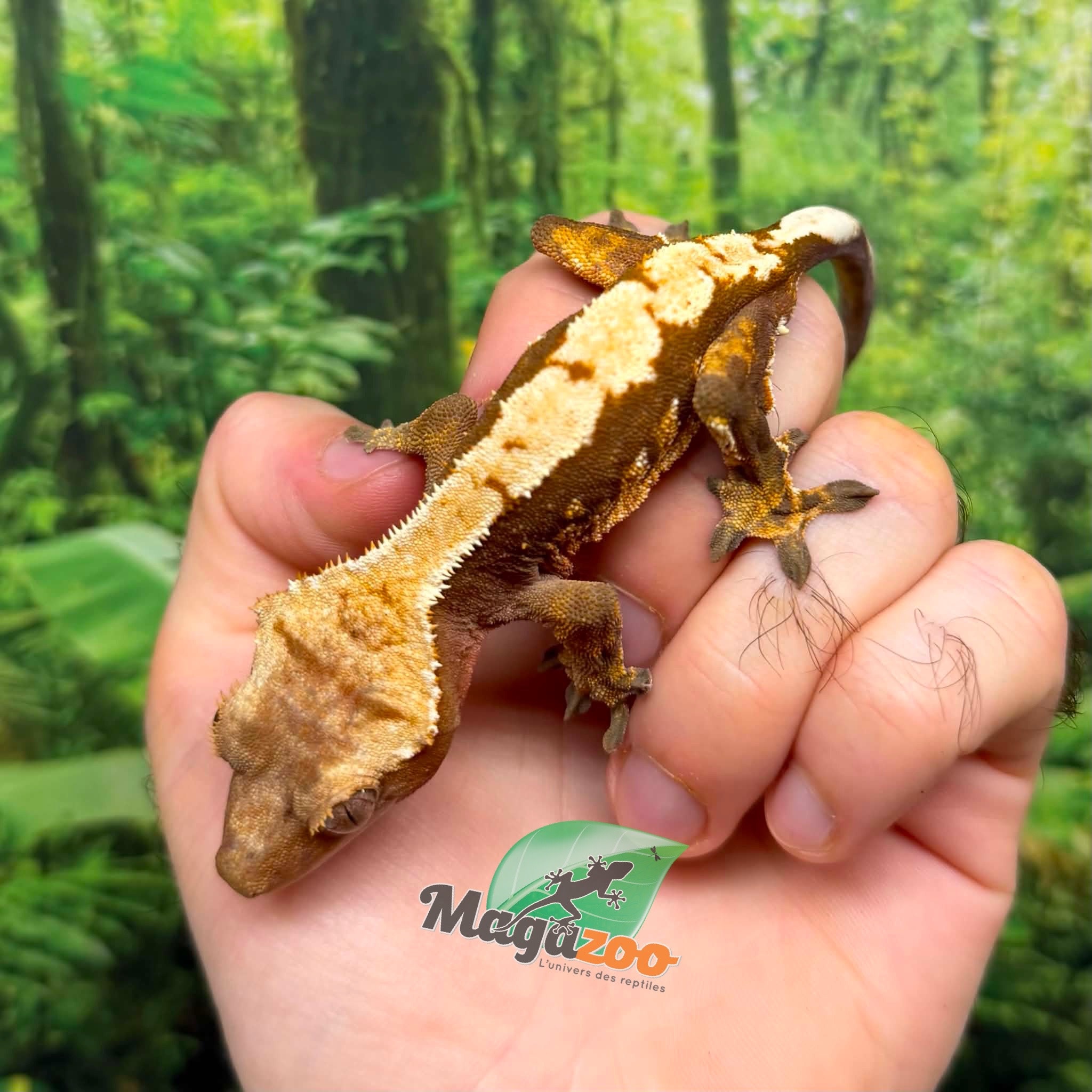 Magazoo Gecko à crête Harlequin  #1 Mâle Juvénile