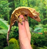 Magazoo Male Juvenile Harlequin Crested gecko #1