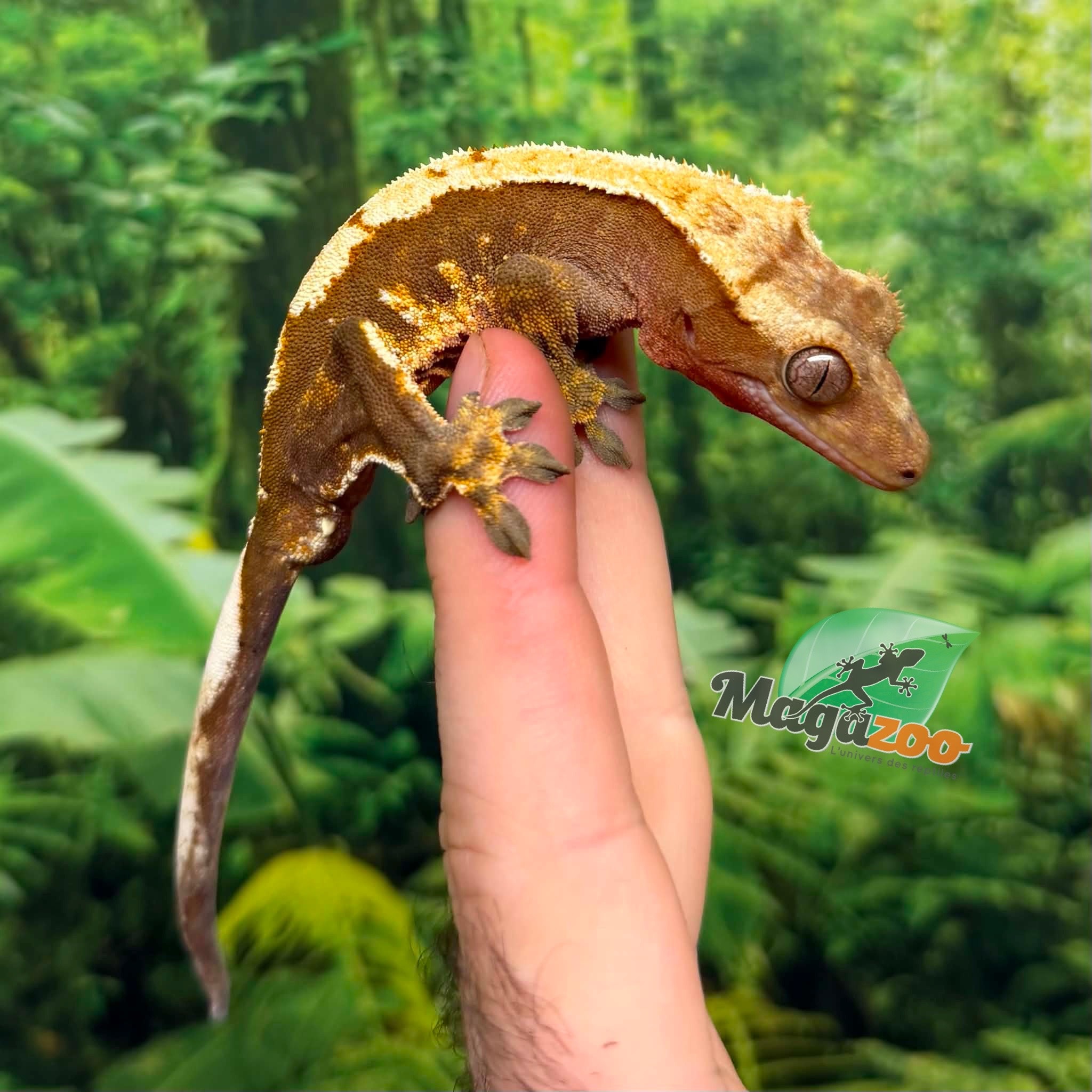 Magazoo Male Juvenile Harlequin Crested gecko #1