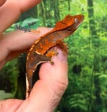 Magazoo Gecko à crête Harlequin Tricolore bébé