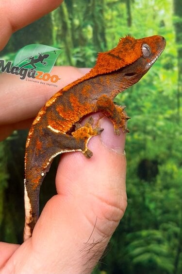 Magazoo Baby Harlequin Tricolore Crested gecko
