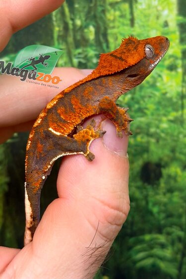 Magazoo Gecko à crête Harlequin Tricolore bébé