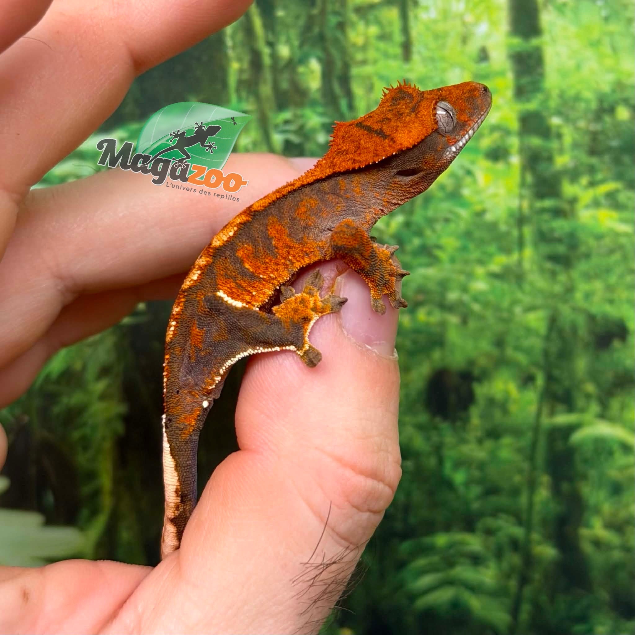 Magazoo Gecko à crête Harlequin Tricolore bébé