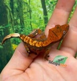 Magazoo Gecko à crête Harlequin Tricolore bébé