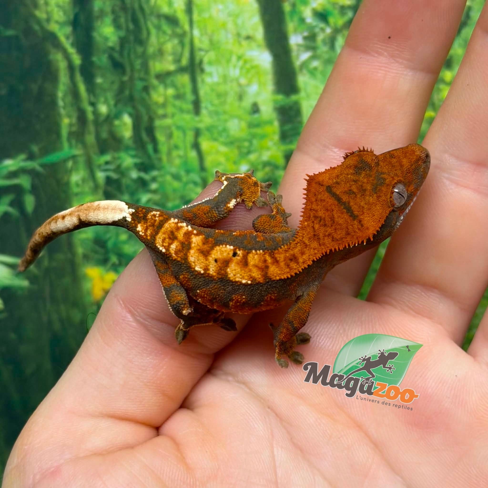 Magazoo Gecko à crête Harlequin Tricolore bébé