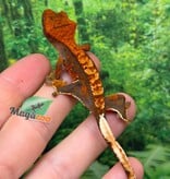 Magazoo Baby Harlequin Tricolore Crested gecko