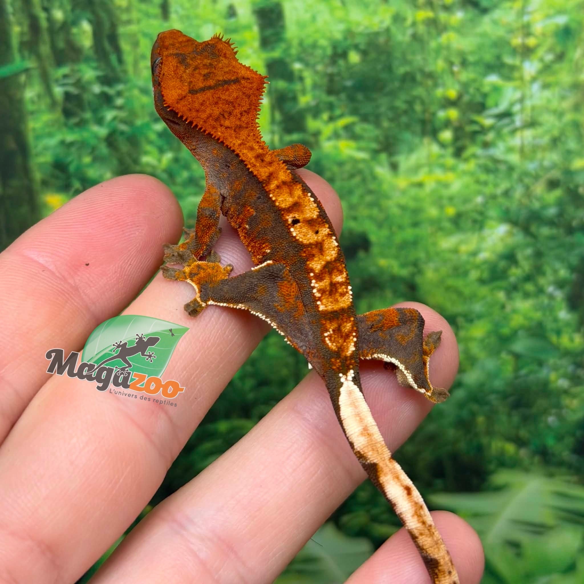 Magazoo Gecko à crête Harlequin Tricolore bébé