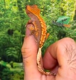 Magazoo Gecko à crête Flame Harlequin Bébé