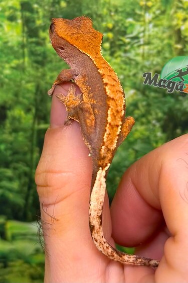 Magazoo Gecko à crête Flame Harlequin Bébé