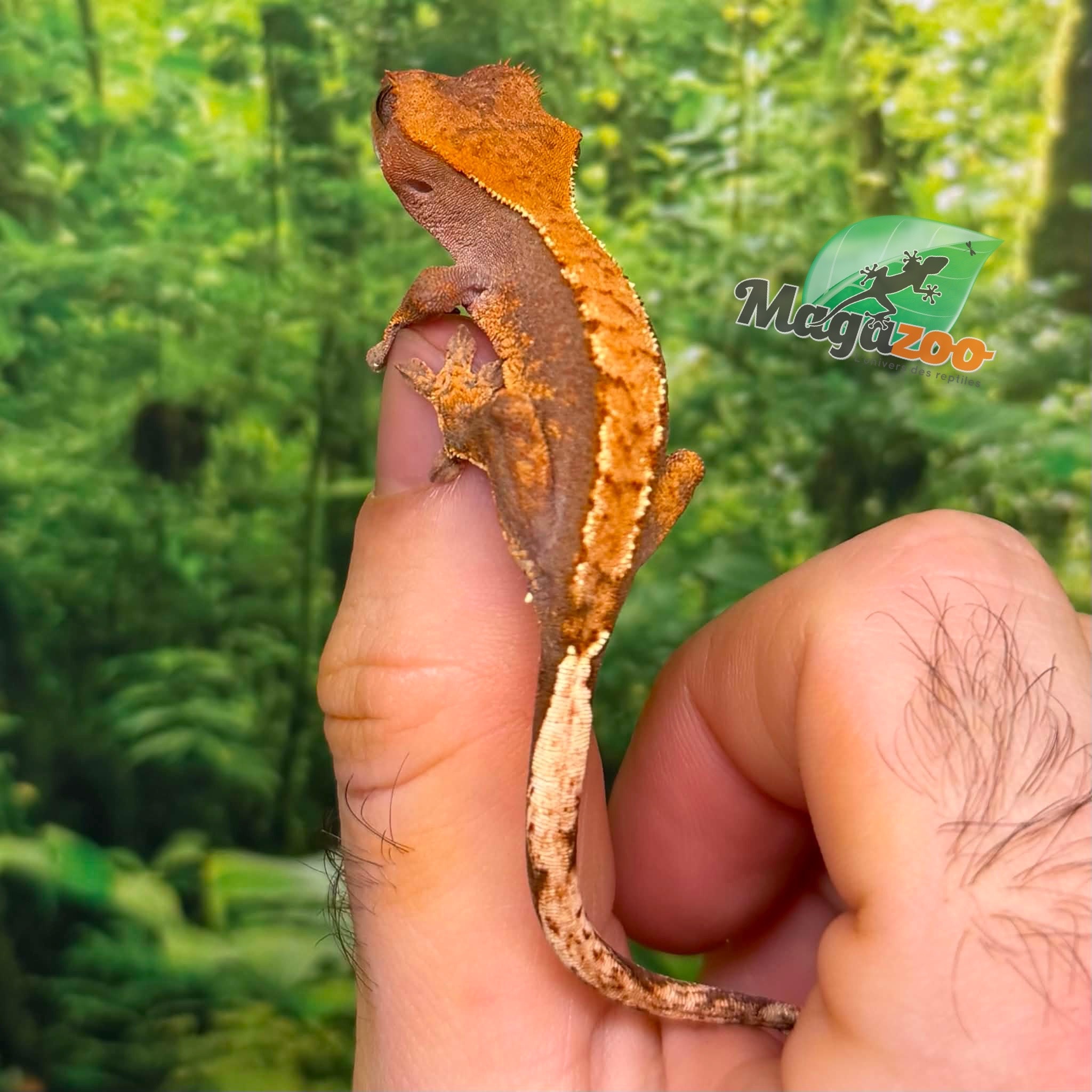 Magazoo Baby Flame Harlequin Crested gecko