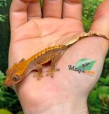 Magazoo Baby Flame Harlequin Crested gecko