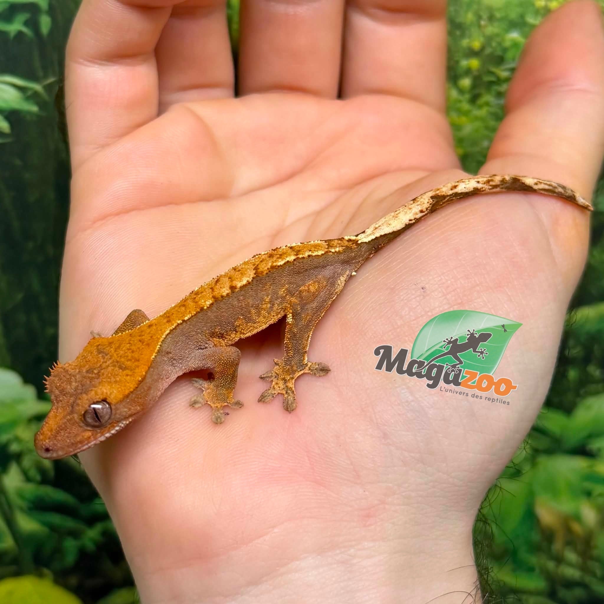 Magazoo Gecko à crête Flame Harlequin Bébé