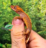 Magazoo Baby Flame Harlequin Crested gecko
