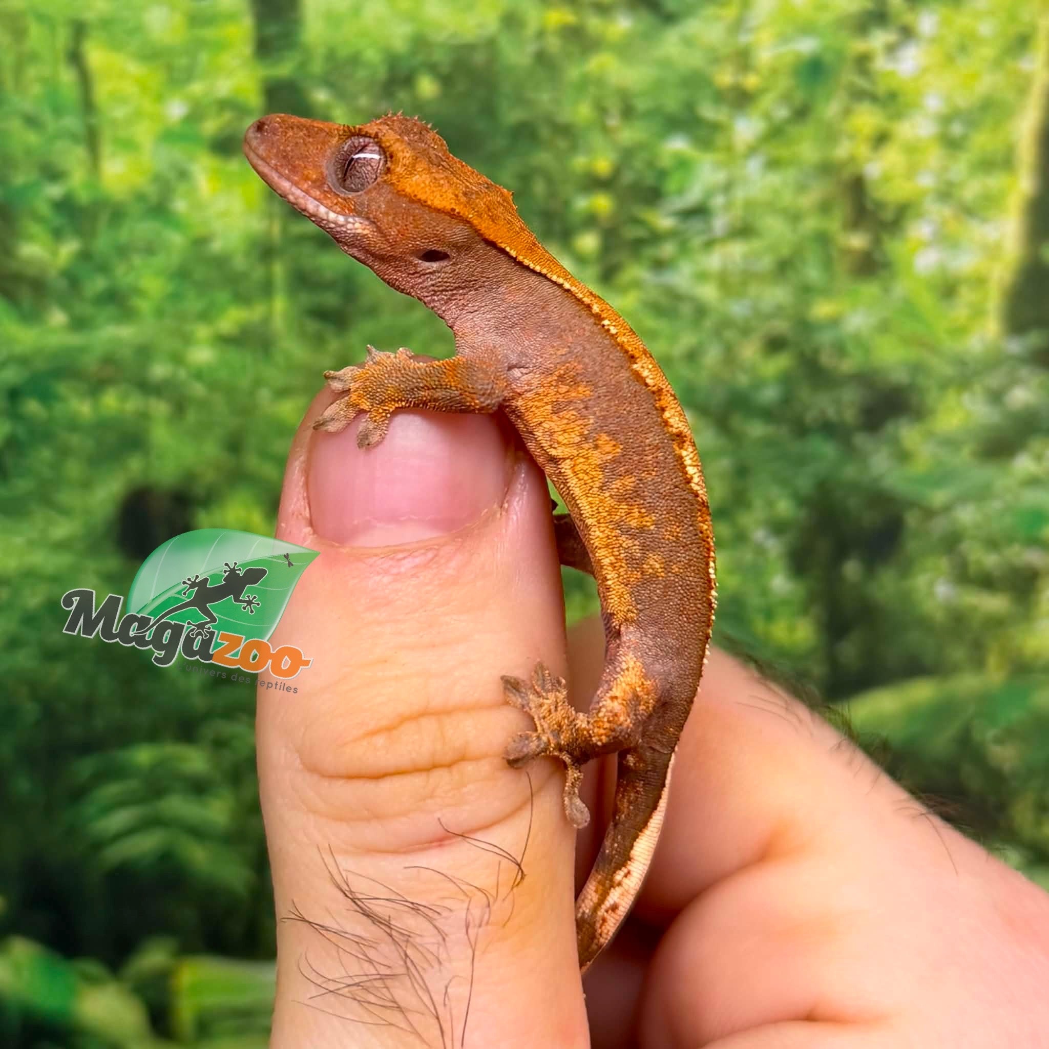 Magazoo Baby Flame Harlequin Crested gecko