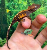 Magazoo Baby Harlequin Crested gecko