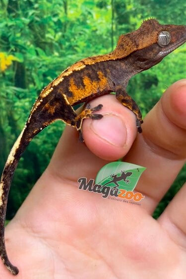 Magazoo Gecko à crête Harlequin bébé
