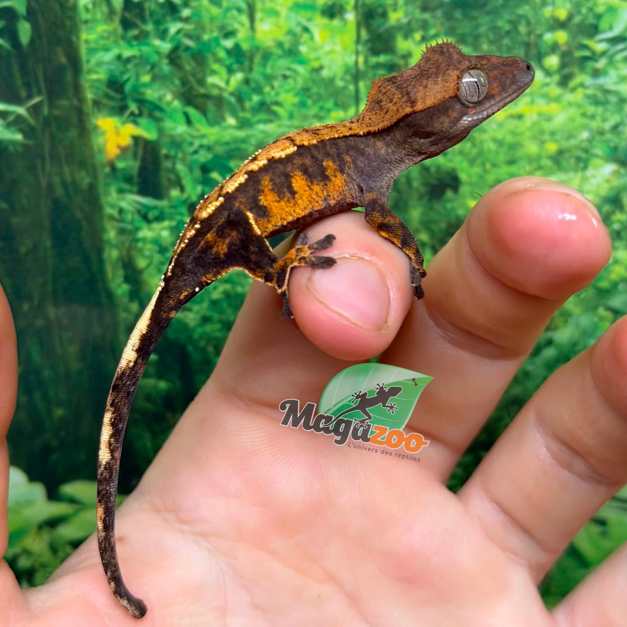 Magazoo Gecko à crête Harlequin bébé
