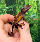 Magazoo Baby Harlequin Crested gecko