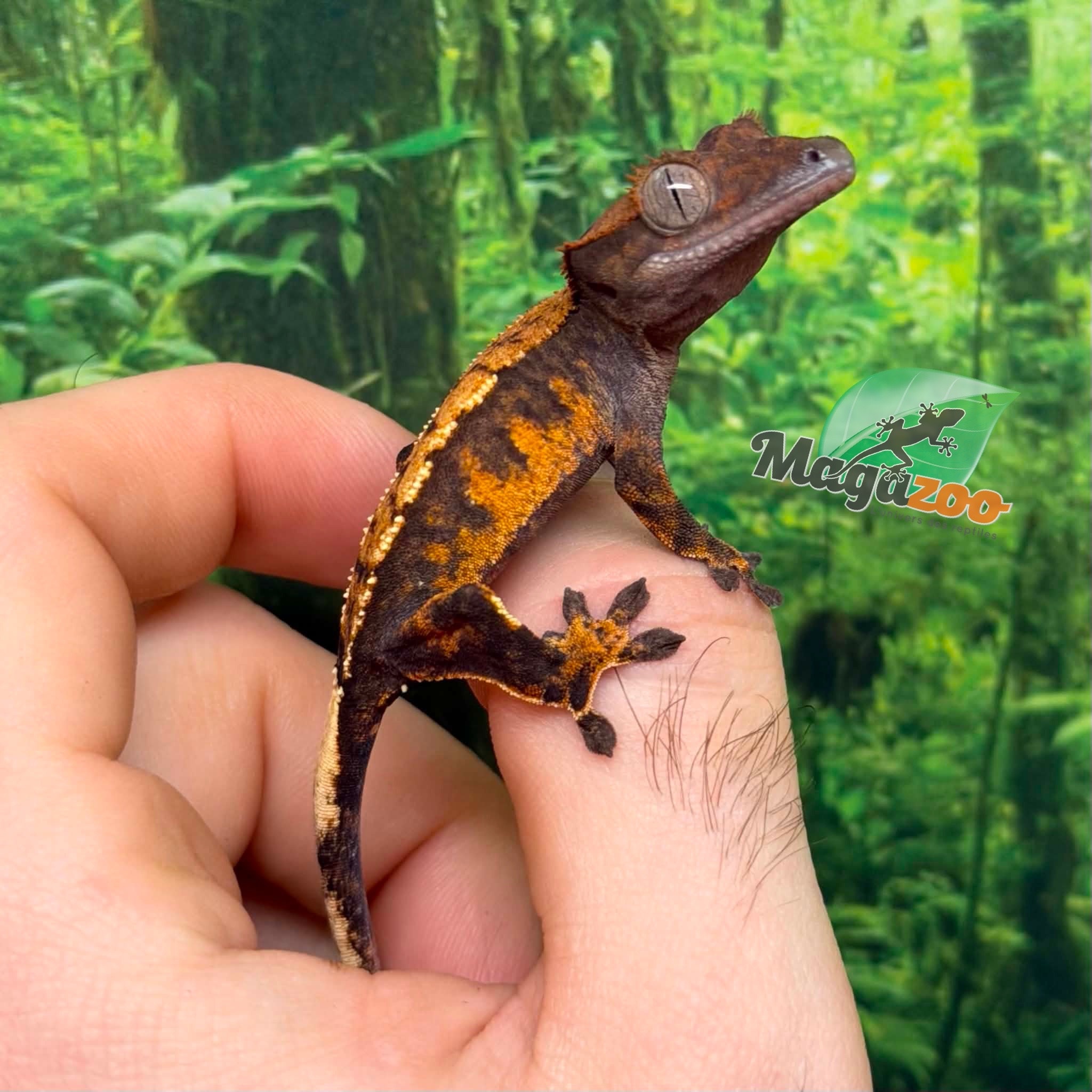 Magazoo Baby Harlequin Crested gecko