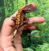 Magazoo Baby Harlequin Crested gecko