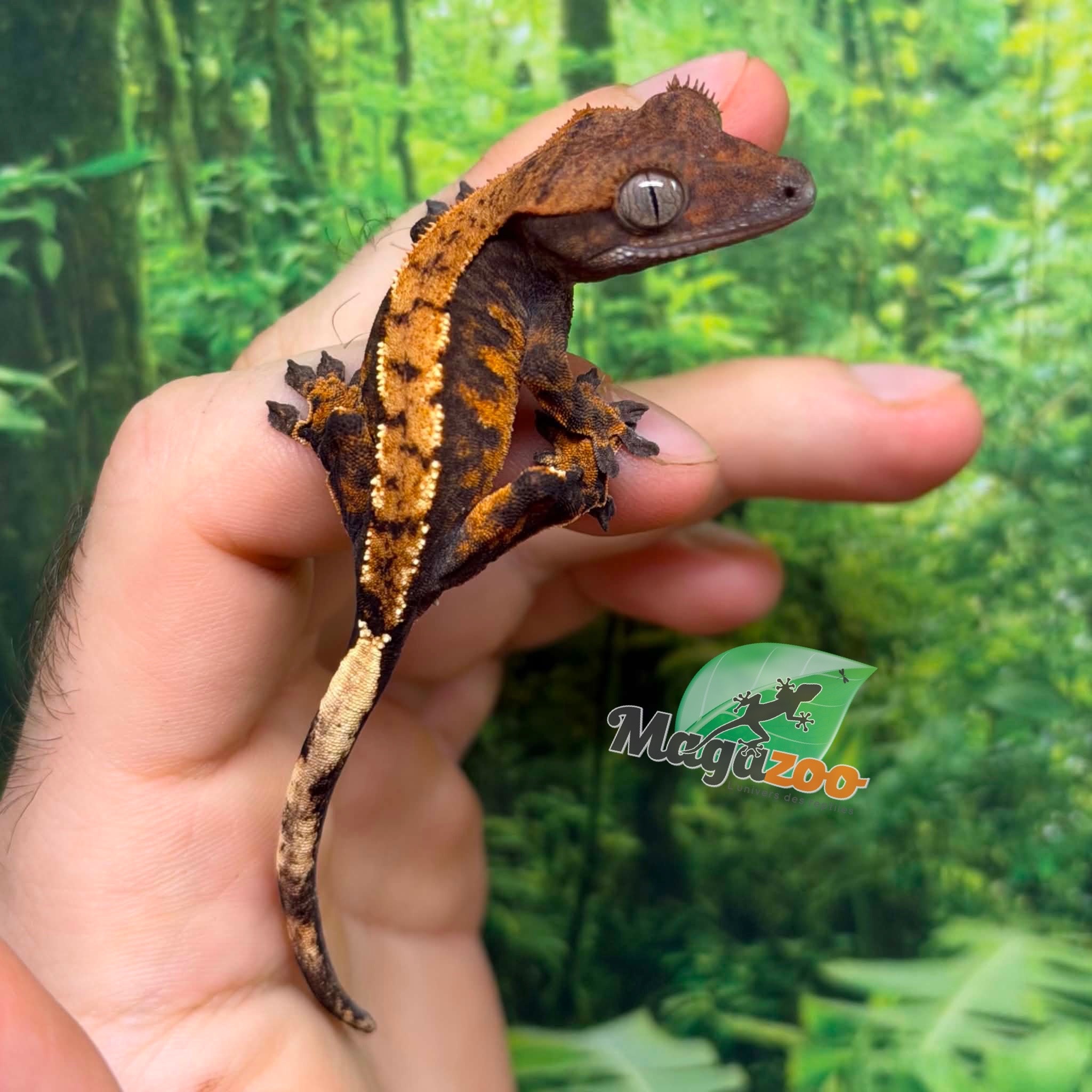 Magazoo Gecko à crête Harlequin bébé