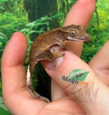 Magazoo Baby Brindle Dalmatian Crested Gecko #1