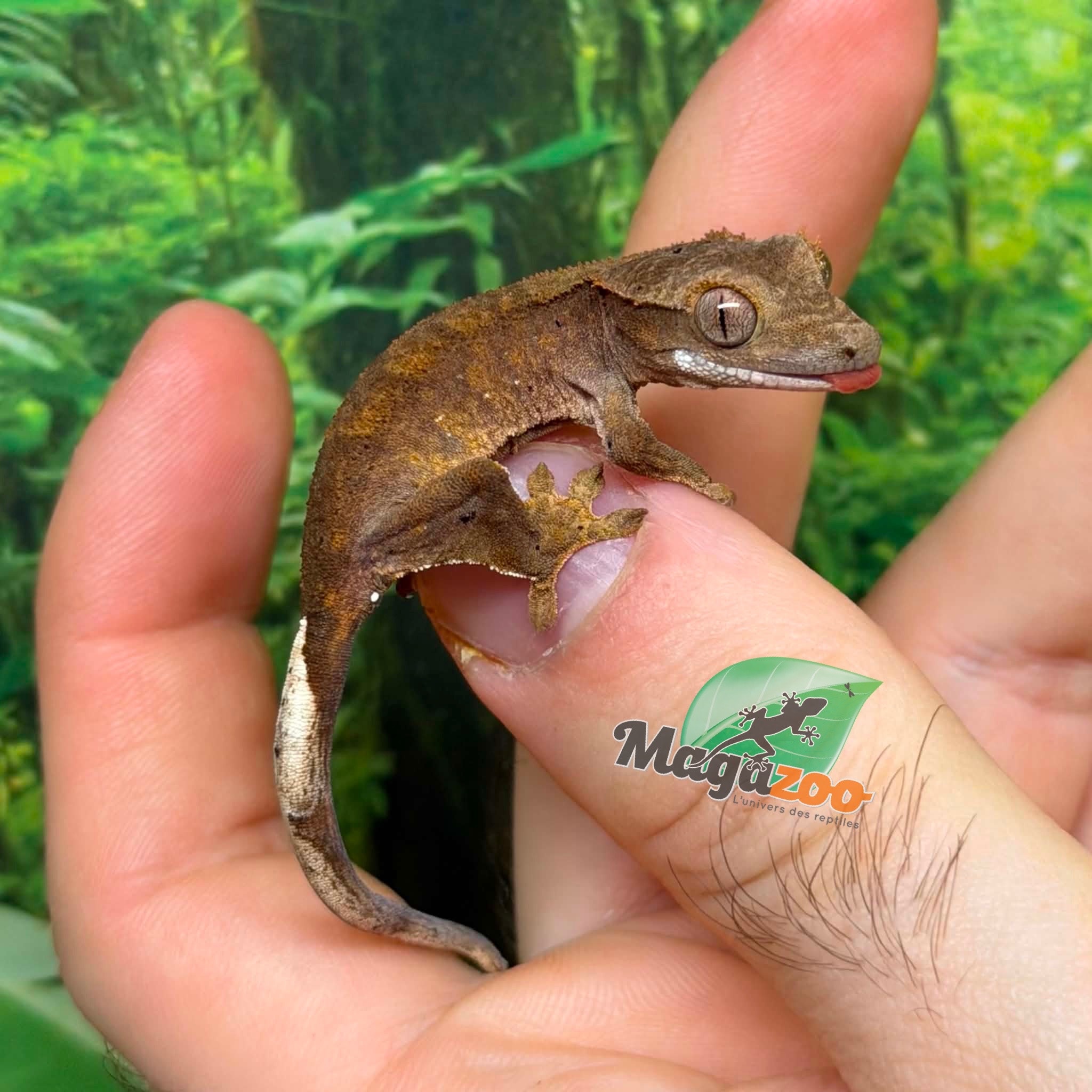 Magazoo Baby Brindle Dalmatian Crested Gecko #1