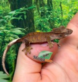 Magazoo Baby Brindle Dalmatian Crested Gecko #1