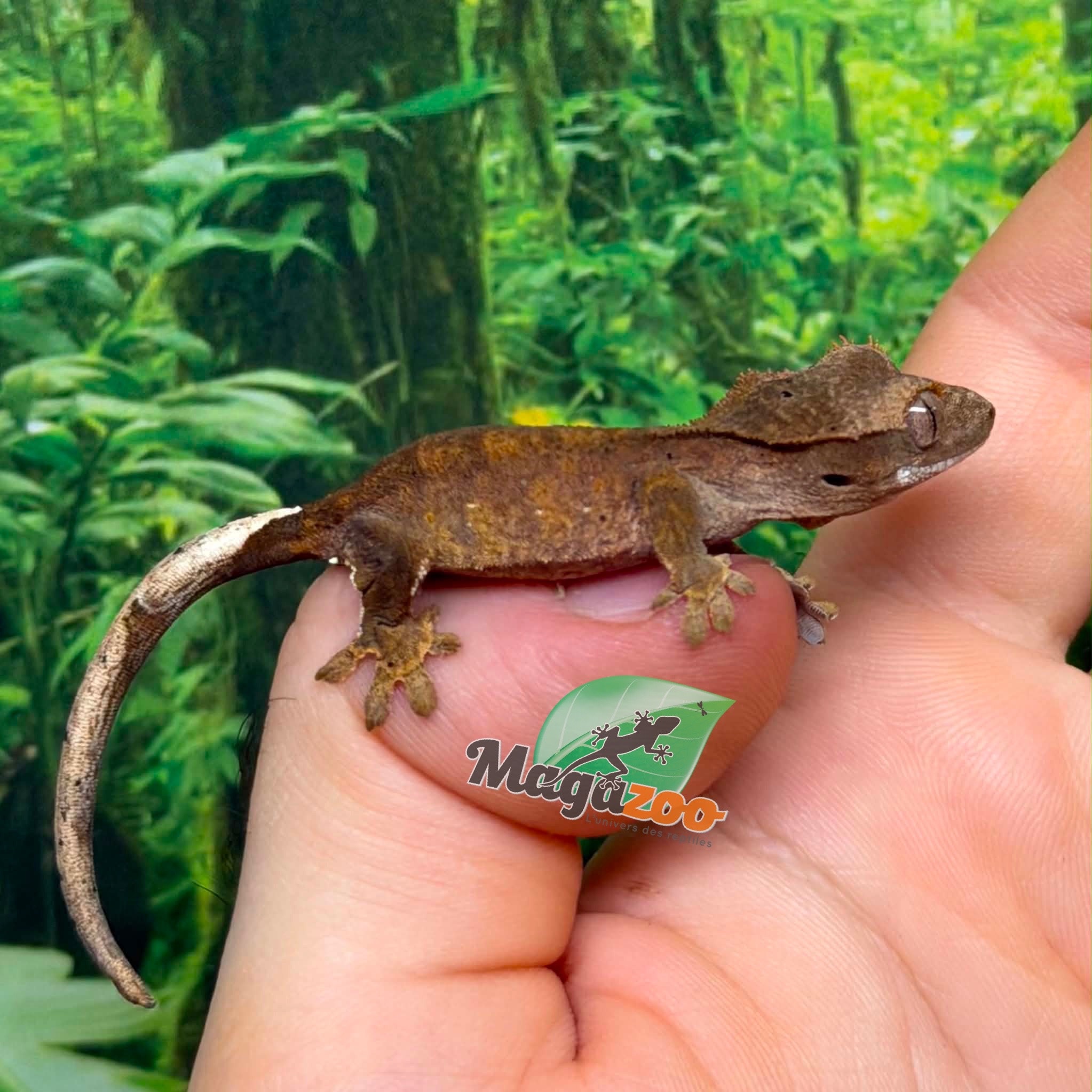Magazoo Baby Brindle Dalmatian Crested Gecko #1