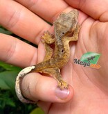 Magazoo Baby Brindle Dalmatian Crested gecko #2
