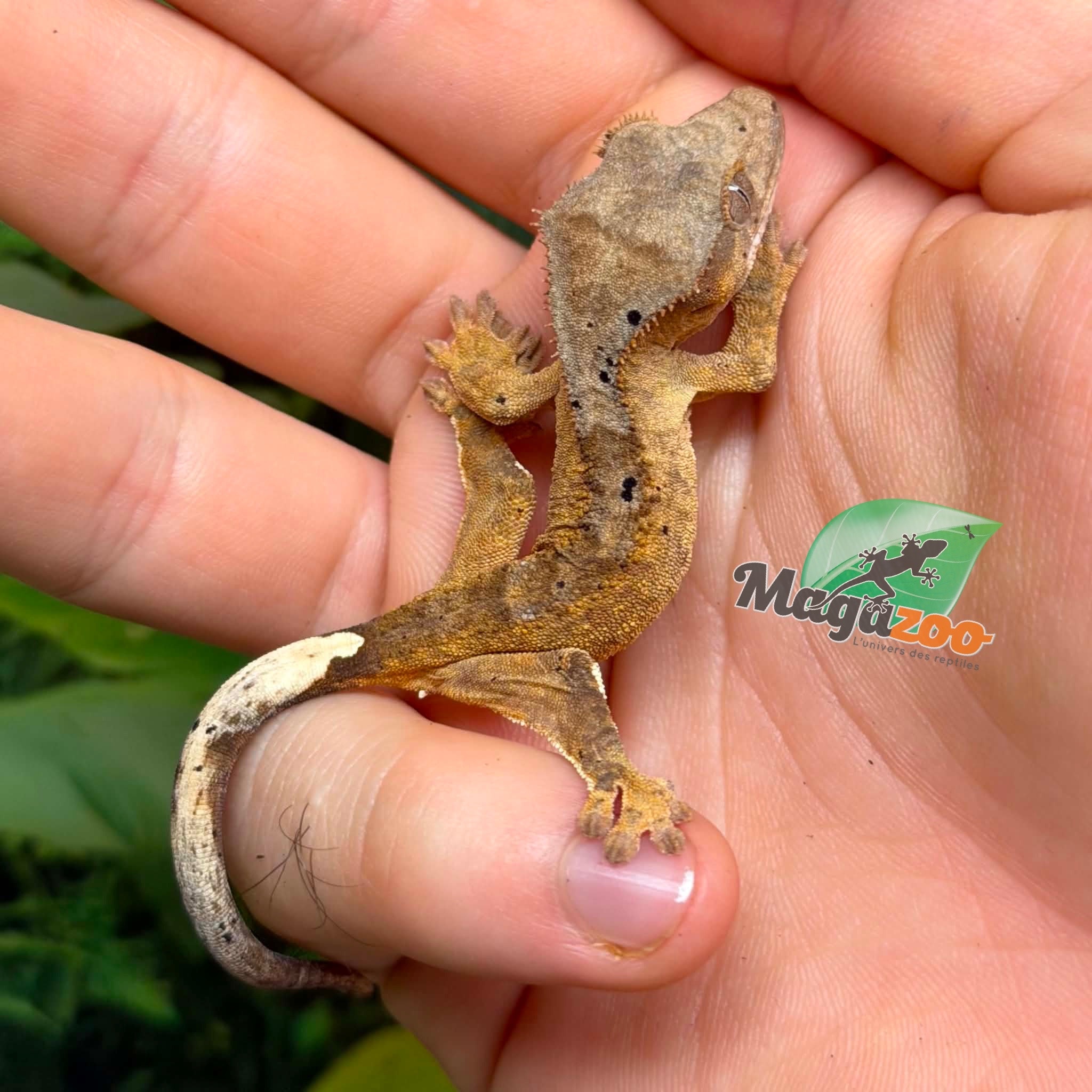 Magazoo Baby Brindle Dalmatian Crested gecko #2