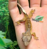 Magazoo Gecko à crête Brindle Dalmatien bébé #2