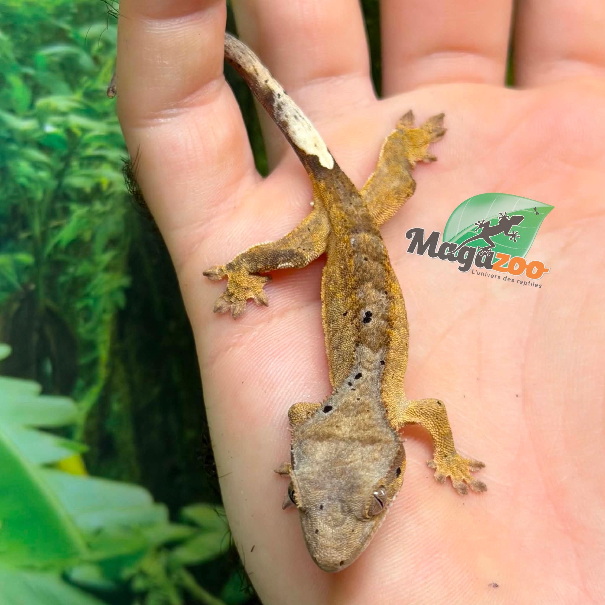 Magazoo Baby Brindle Dalmatian Crested gecko #2