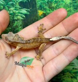 Magazoo Gecko à crête Brindle Dalmatien bébé #2