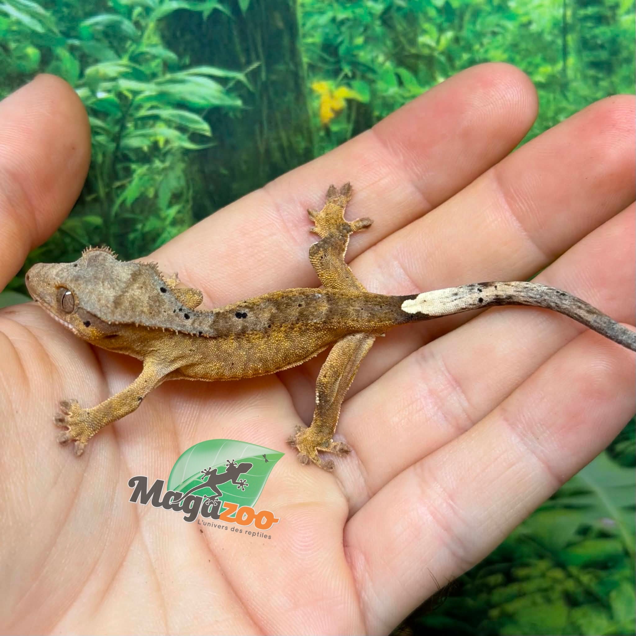 Magazoo Baby Brindle Dalmatian Crested gecko #2