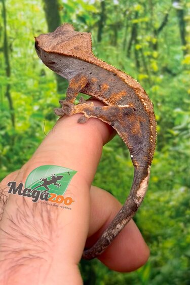 Magazoo Baby Harlequin Dalmatian Crested gecko #2